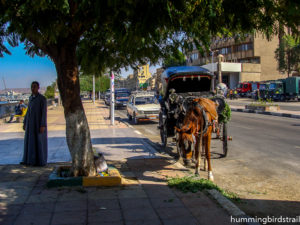 Egyptian version of hansom cab: the driver in Gallabya