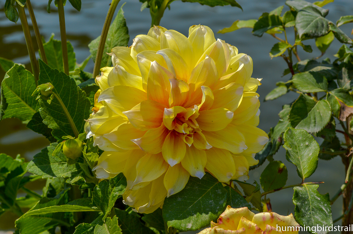 Flowers of the Shalimar bagh