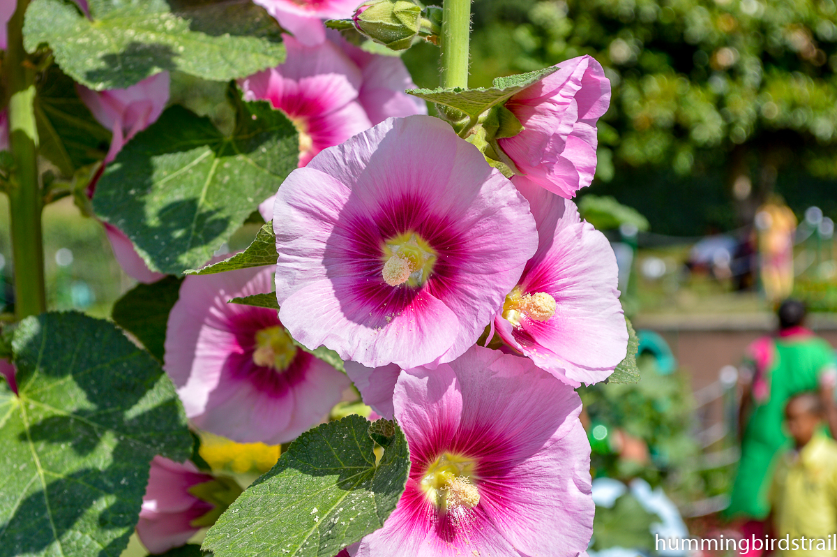 Flowers of Nishat Bagh