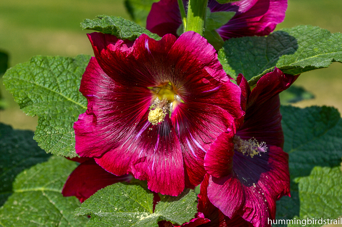 Flowers of Chashm-e-Sahi