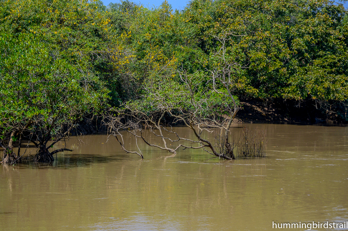 Feeling of mini Amazon