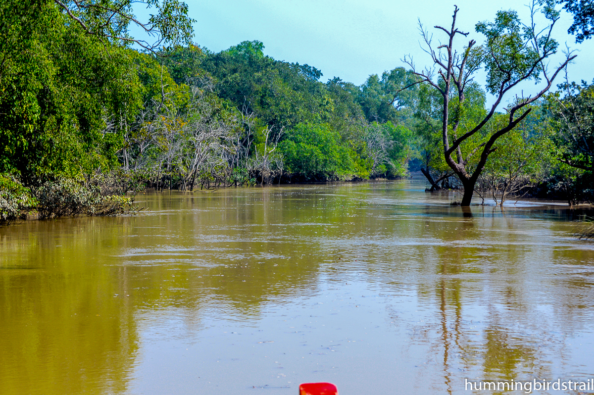 Adventurous water ways like rain forest