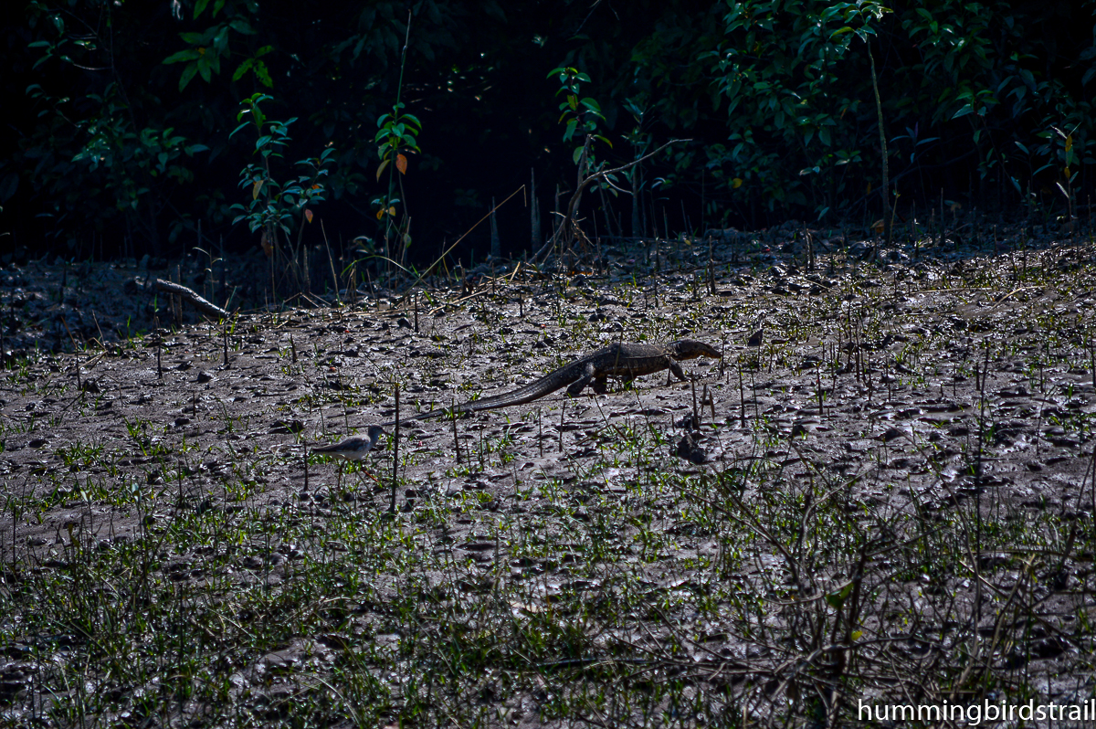 A water monitor lizard spoted