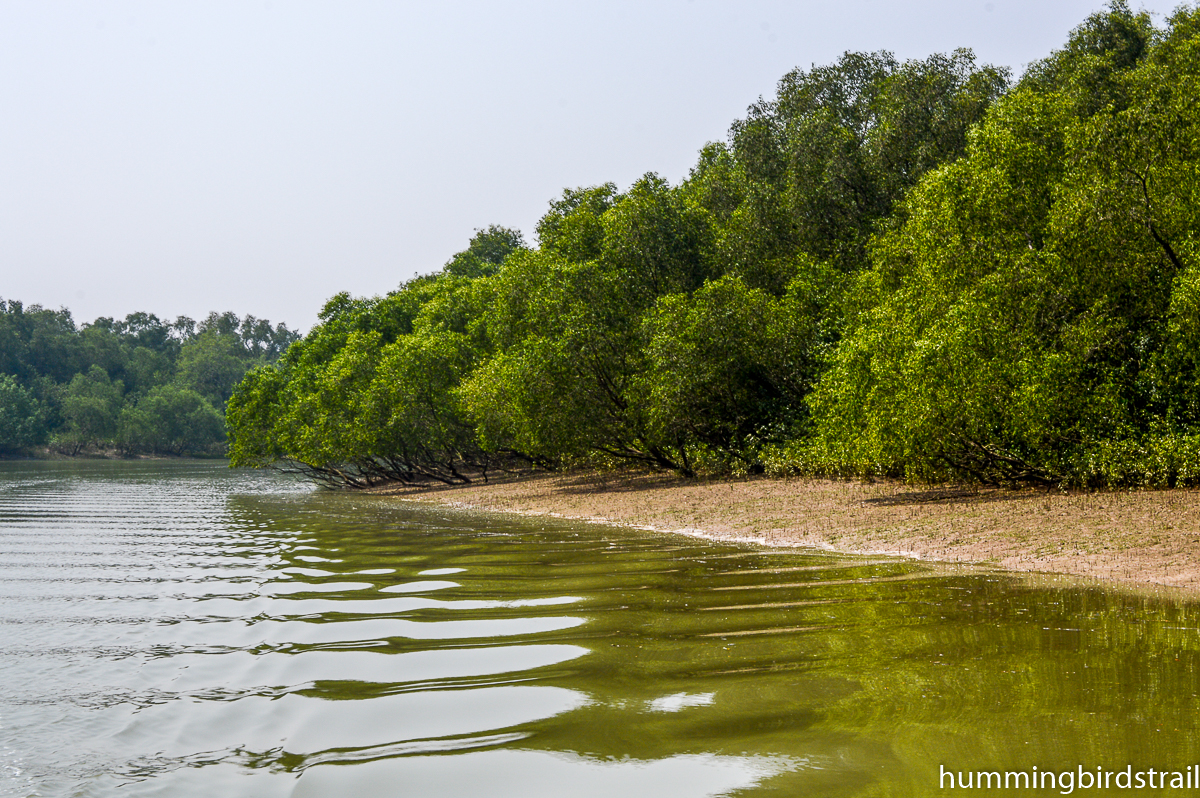 Mangroves on the bank