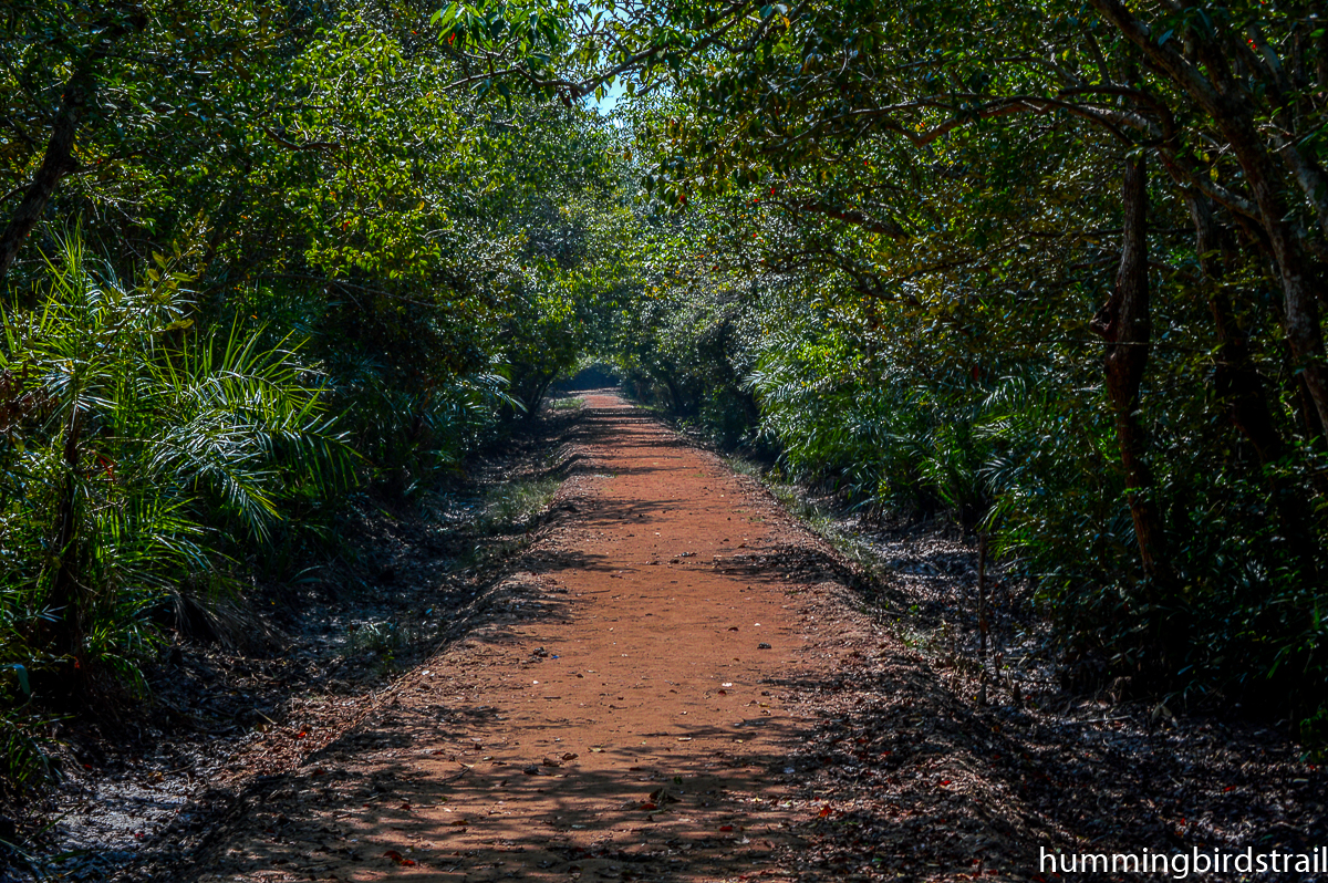 A nice walk through the jungle