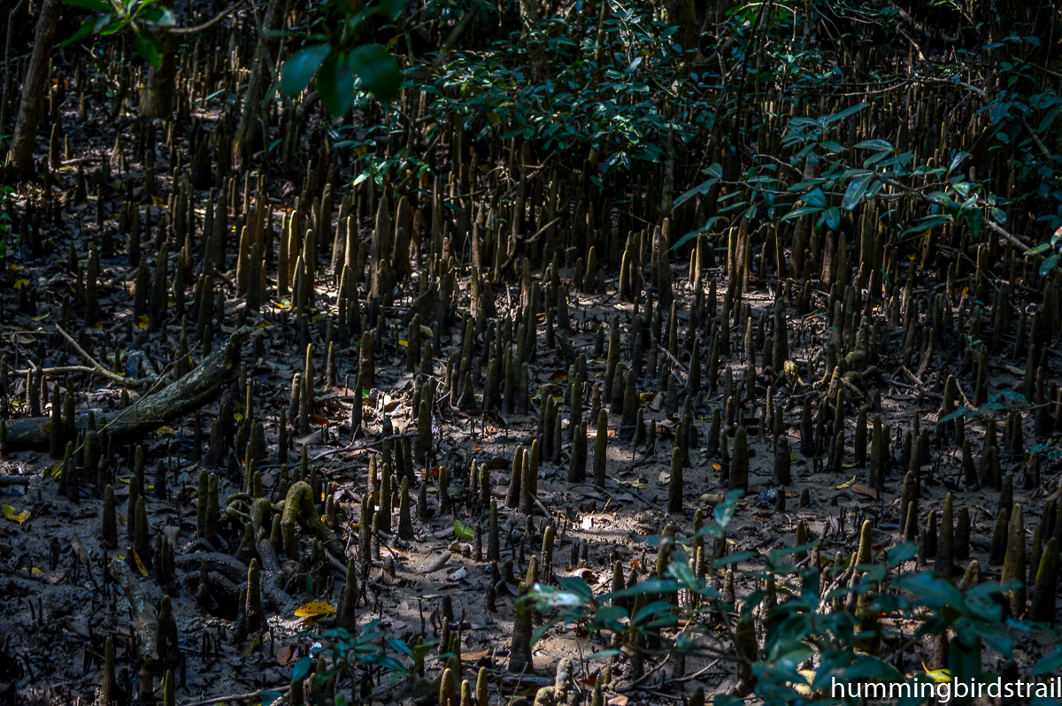 Mangroves spotted