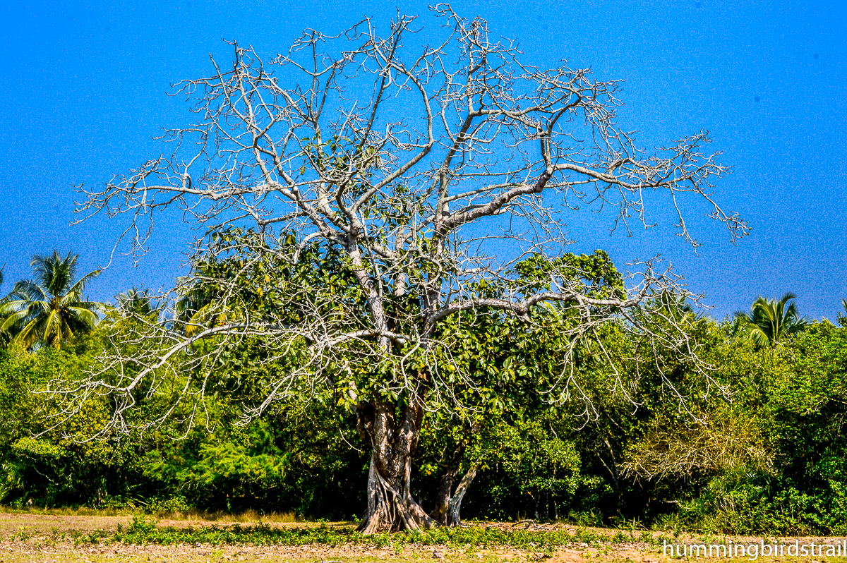  Beautiful Dangmal Island